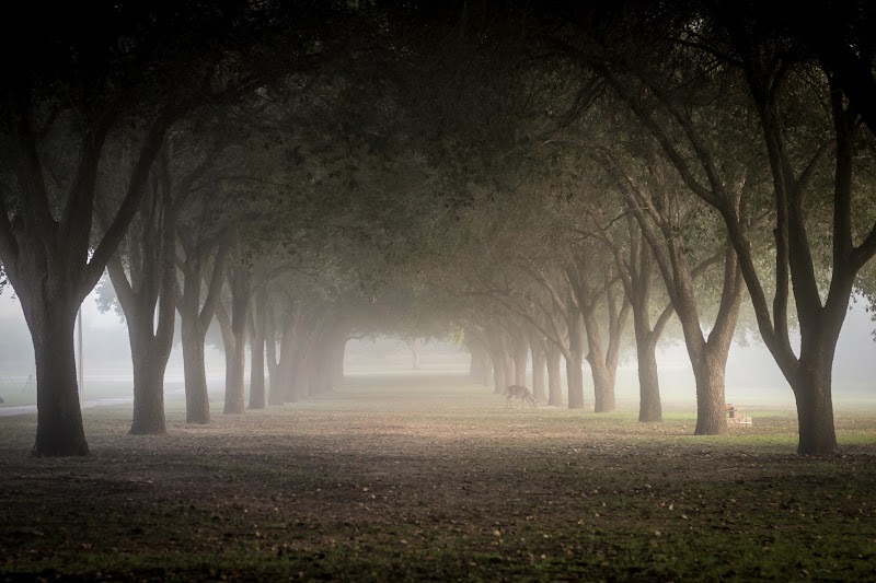 Texas A&M International University in TX