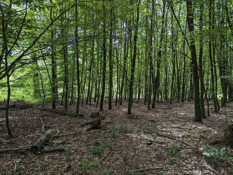 Königsforst
