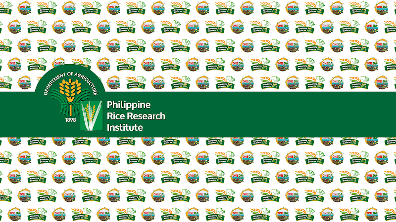 Philippine Rice Research Institute (PhilRice) tennis club in Nueva Ecija